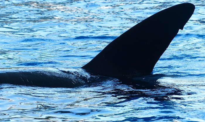 Những giấc mơ về Cá voi sát thủ - Ý nghĩa và Diễn giải - 