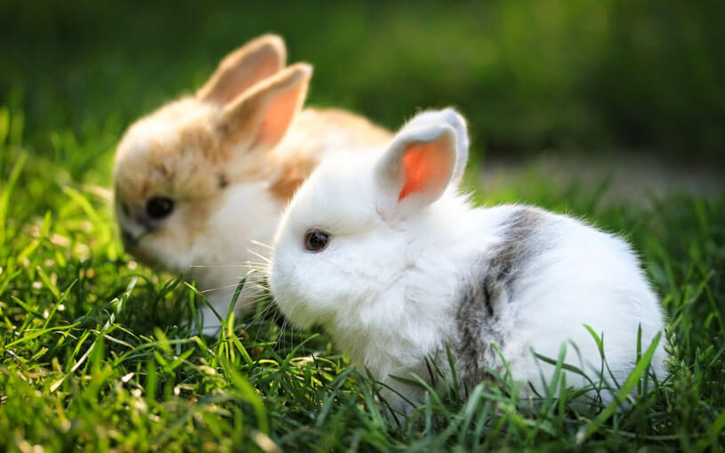 Mơ thấy con thỏ đánh số mấy? Ý nghĩa nằm mơ thấy thỏ là điềm lành hay dữ?