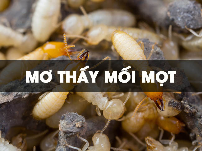 Chiêm bao thấy mối điềm gì?