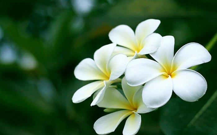 Mơ Thấy Hoa Màu Trắng